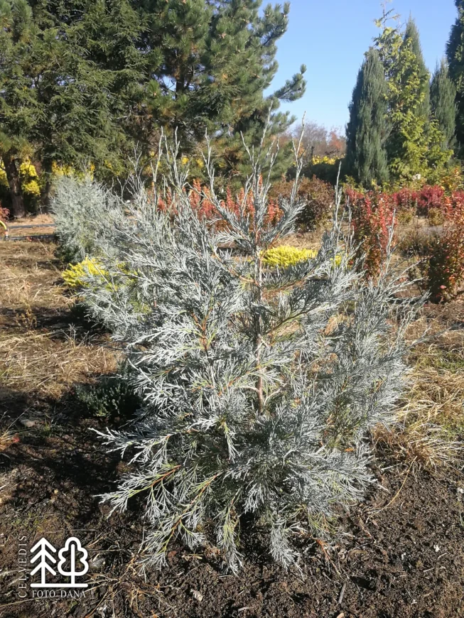Juniperus scopulorum   'Springbank'